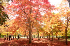 紅葉の木漏れ日