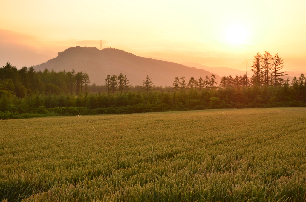 夕日に染まる小麦畑