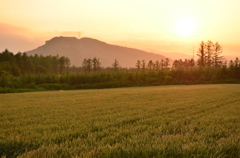 夕日に染まる小麦畑