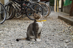 空を見つめる猫