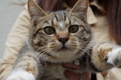 抱っこされる猫