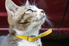 空を見つめる猫