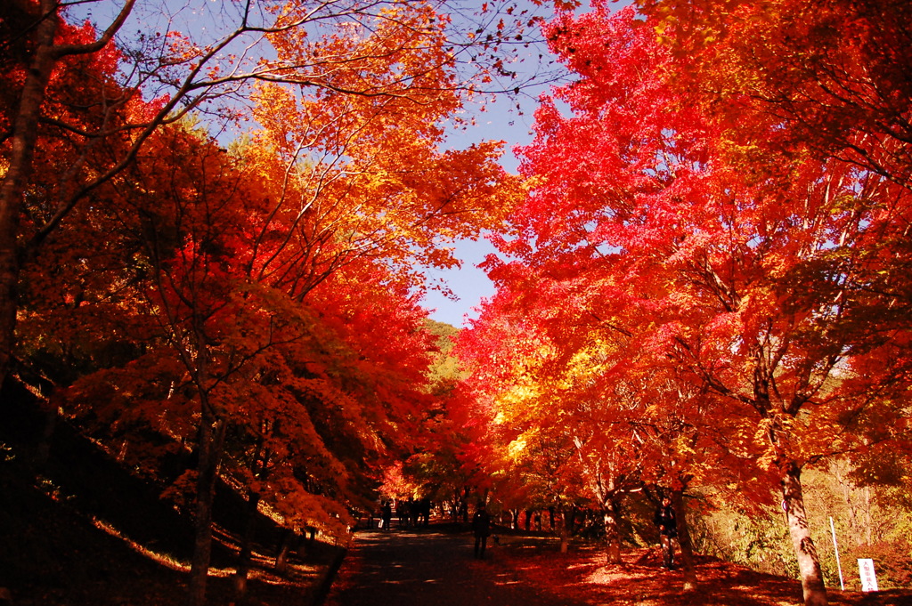 紅葉ロード