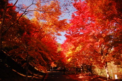 紅葉ロード