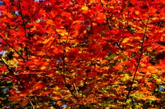 ザ･紅葉