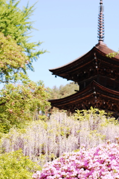 前山寺の藤