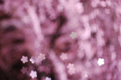 桜・桜