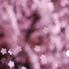 桜・桜