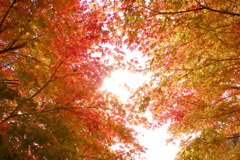 ふんわり紅葉