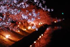 松本城 夜桜2