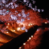 松本城 夜桜2