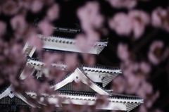 松本城 夜桜1