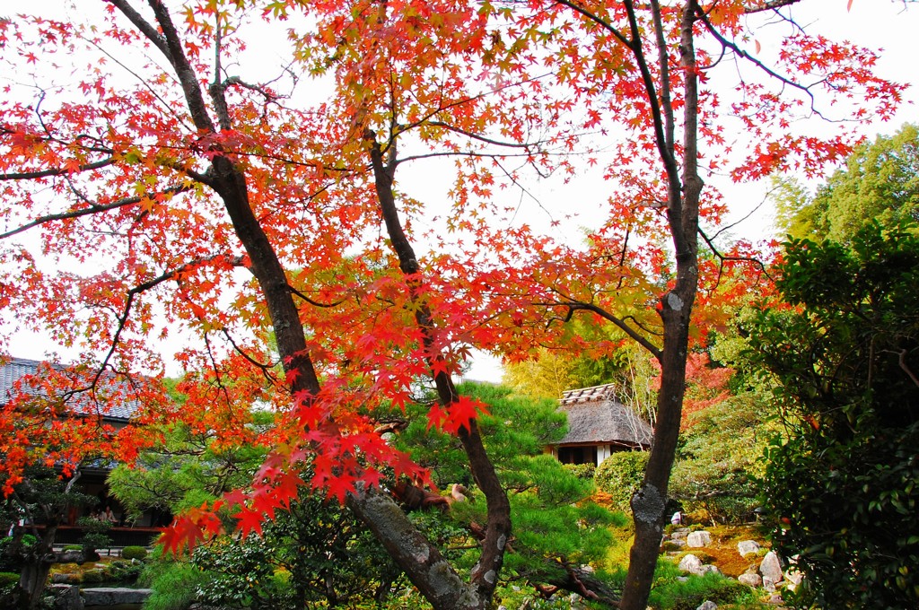 等持院 茶室