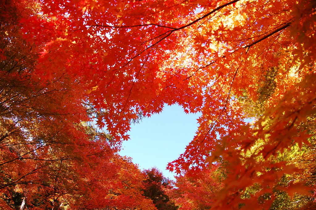 紅と青のコントラスト
