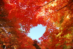 紅と青のコントラスト