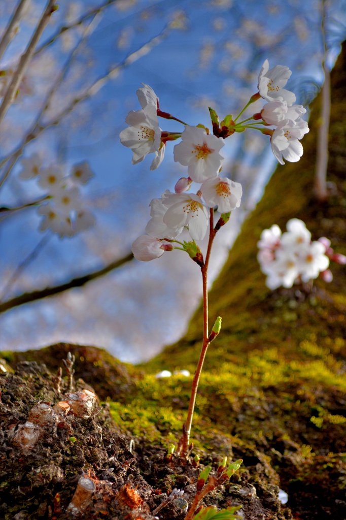 Sakura
