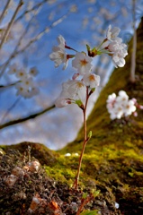 Sakura