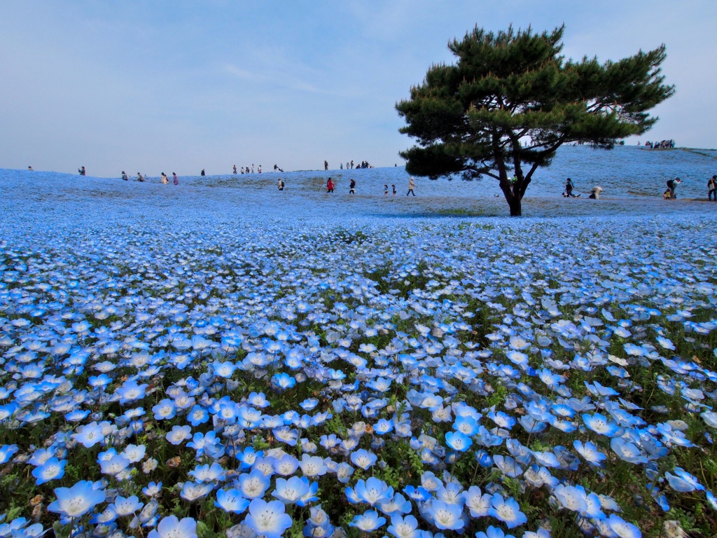 青い森