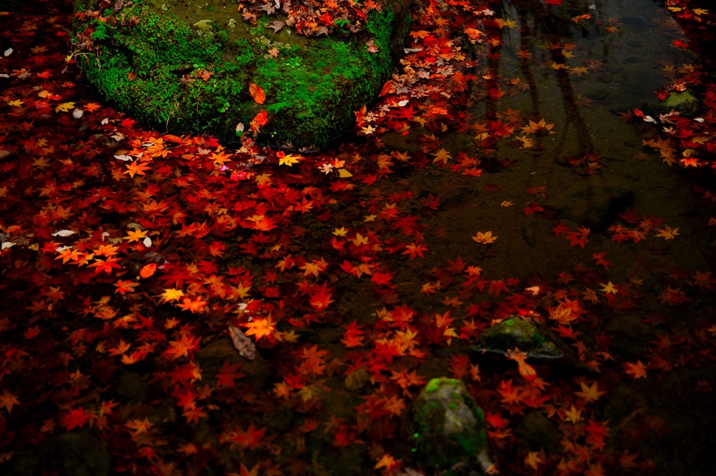 紅のブタ