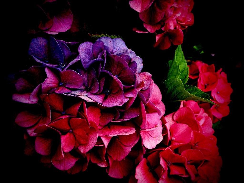 今日の紫陽花