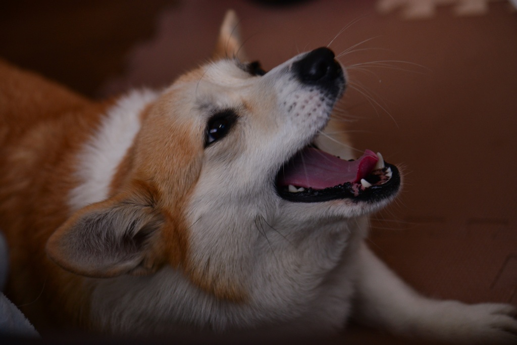 オフショット