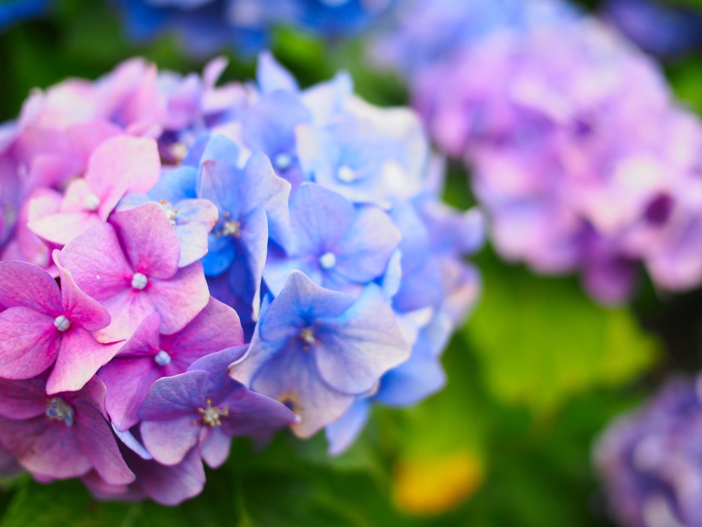 今日の紫陽花3