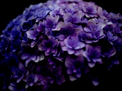 今日の紫陽花2