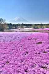 富士芝桜祭