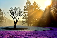 朝日と芝桜