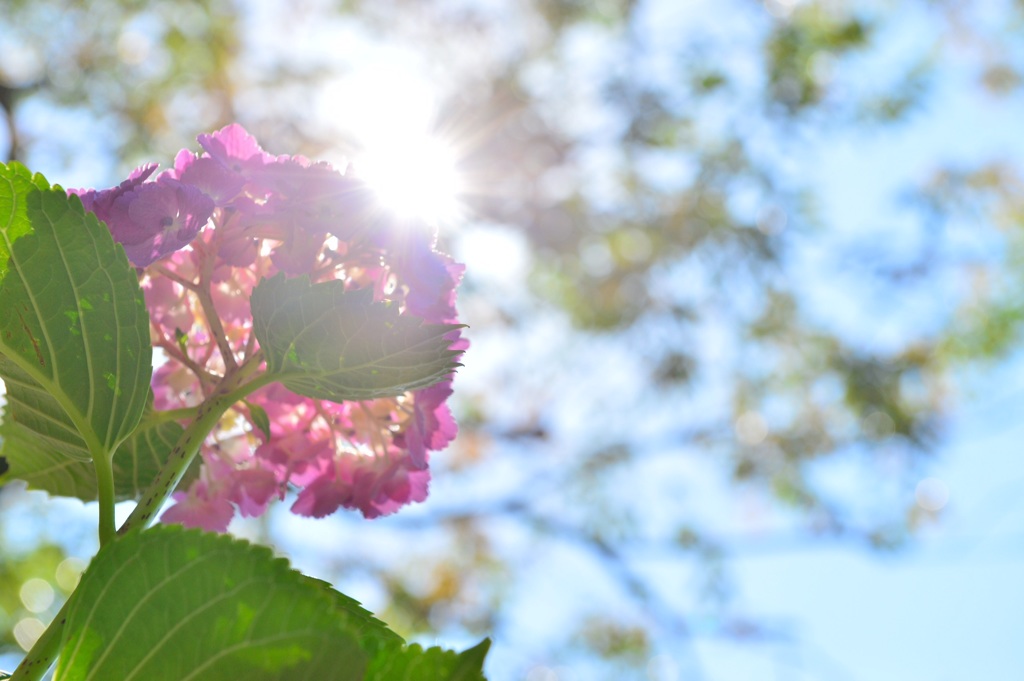 光浴びる花