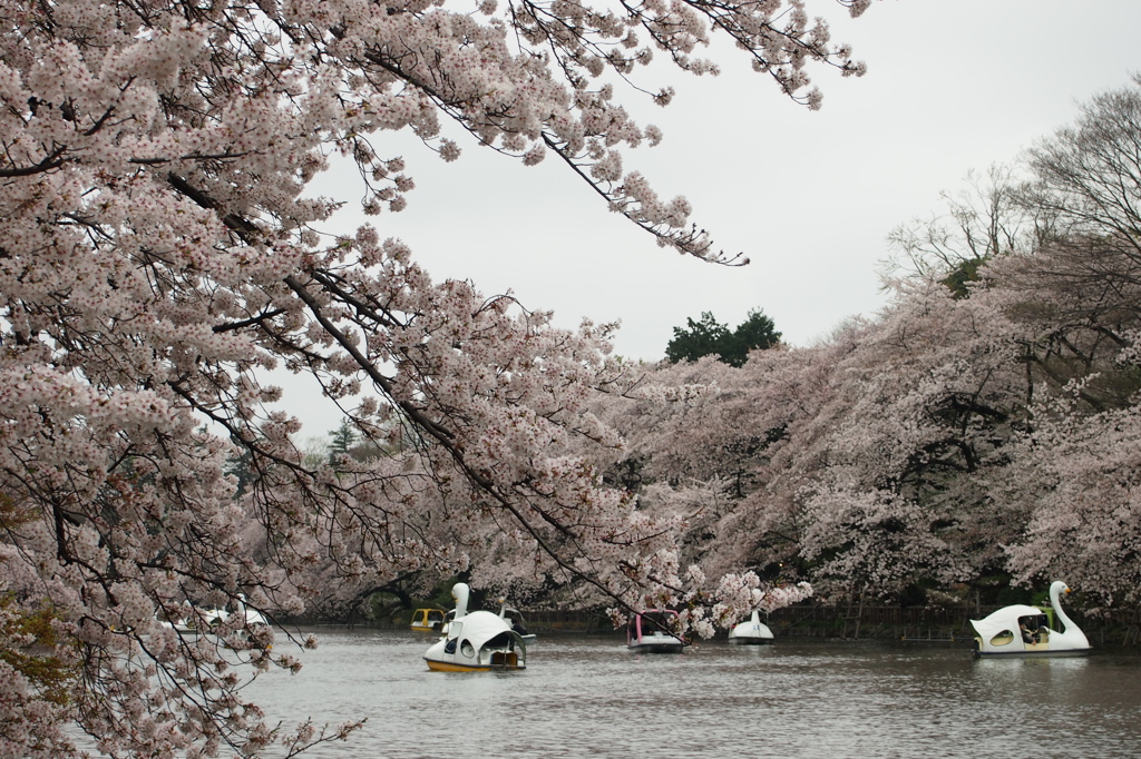 井の頭公園の桜