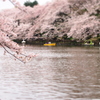 井の頭公園の桜