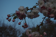 八重桜