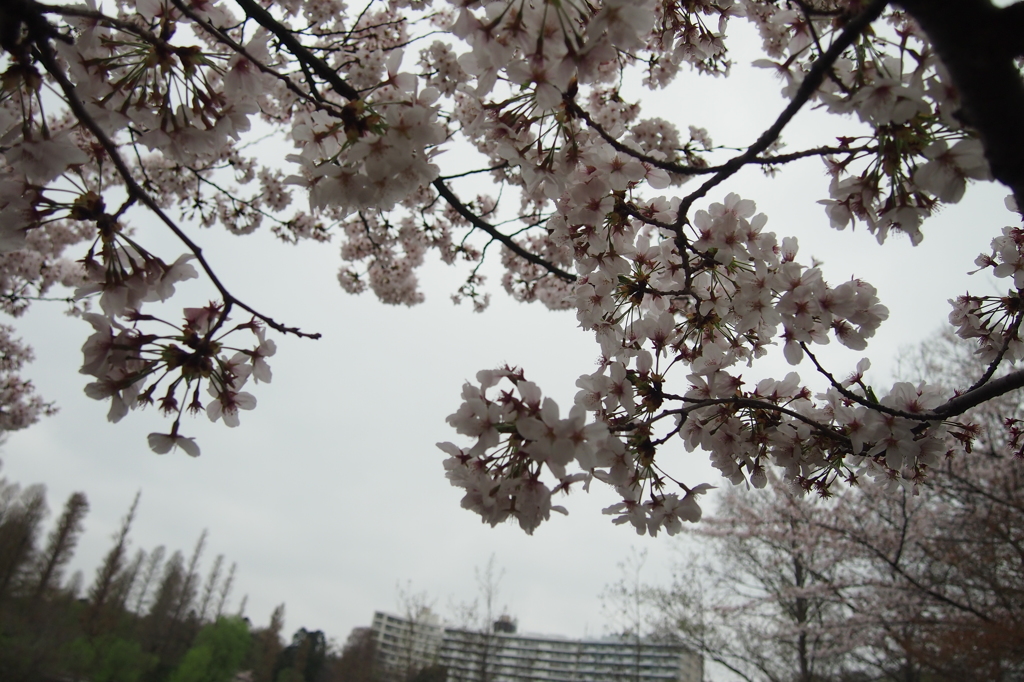 井の頭公園の桜