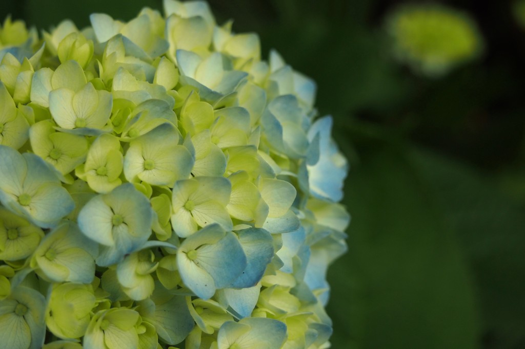 紫陽花