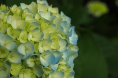 紫陽花