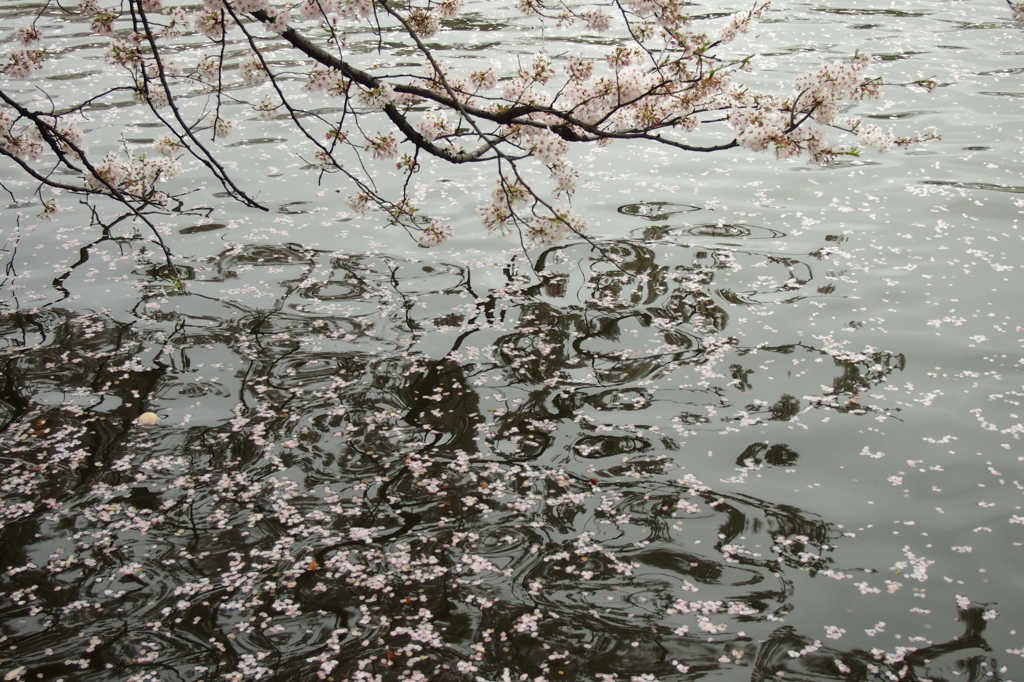 井の頭公園の桜