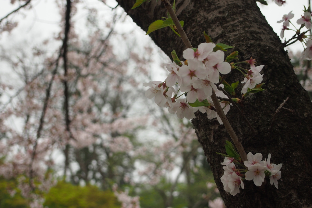 井の頭公園の桜