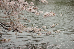 井の頭公園の桜