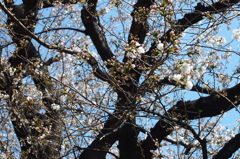 三分咲きの桜