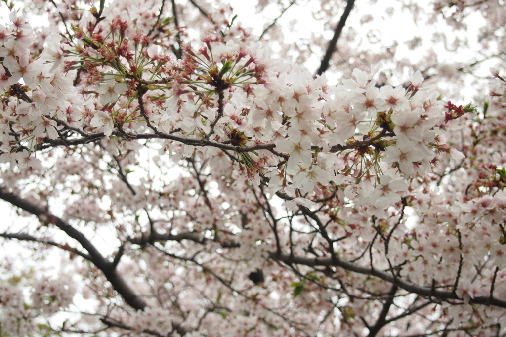 井の頭公園の桜