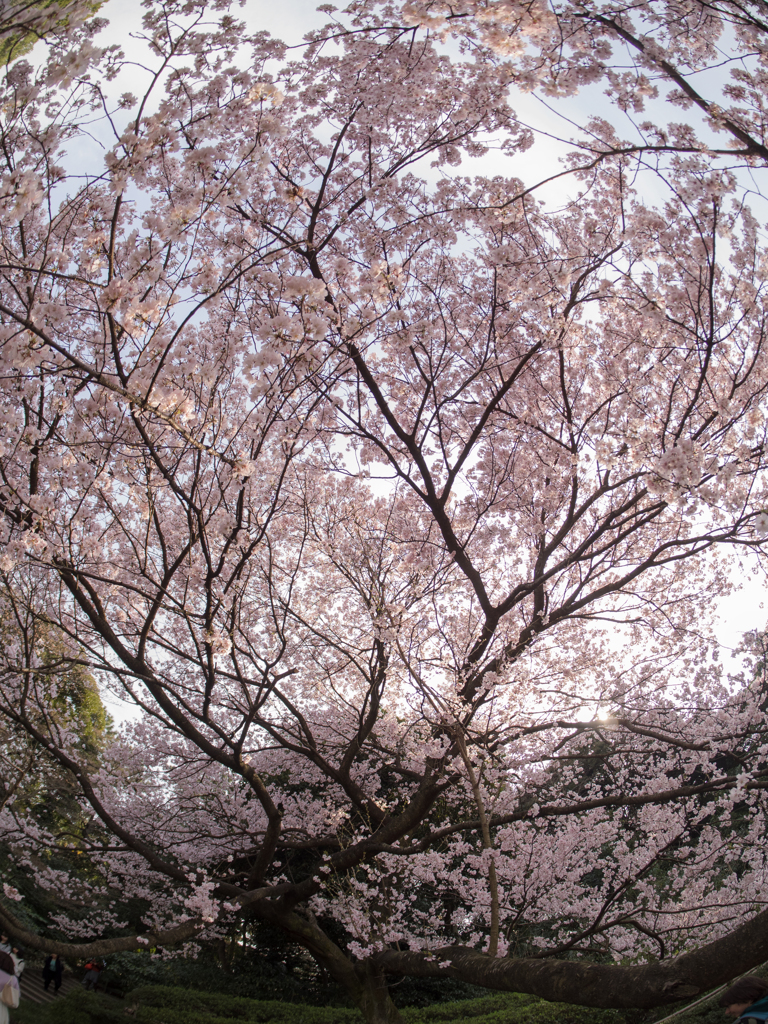 丸っと桜