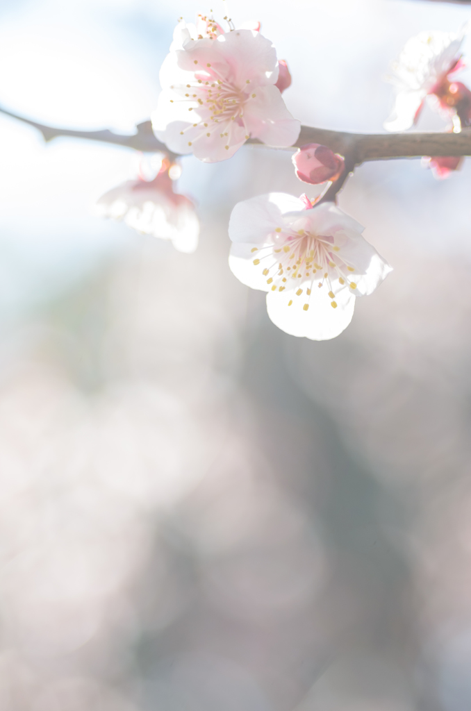 池上梅園