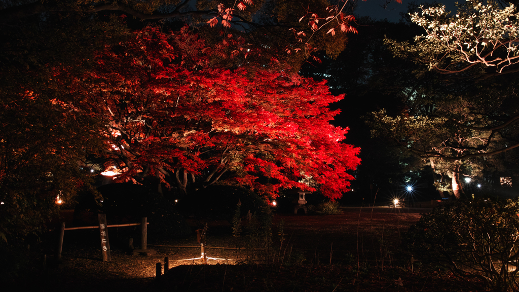 六義園ライトアップ　#2