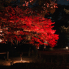 六義園ライトアップ　#2