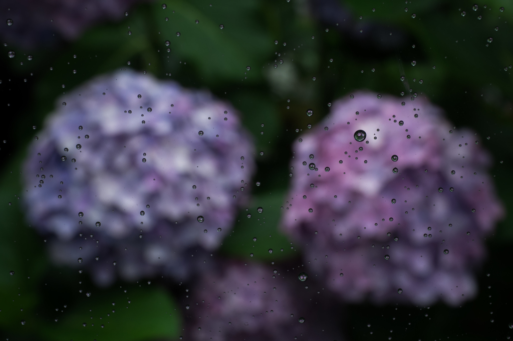 雨と紫陽花