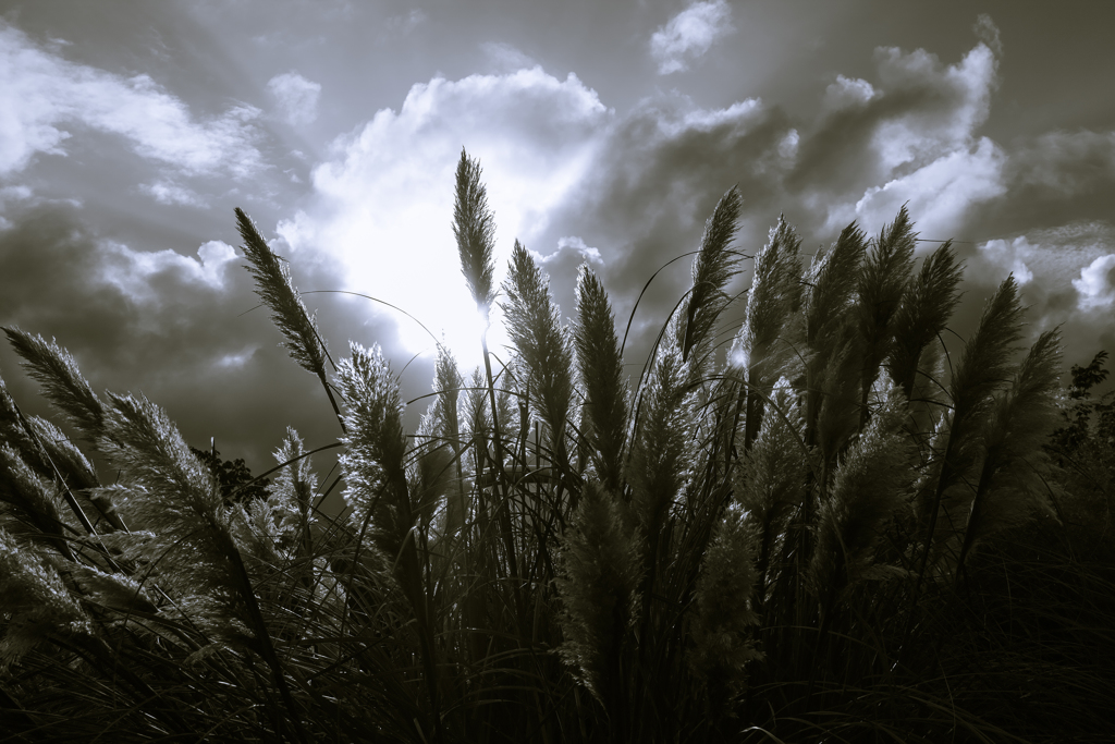 pampas grass