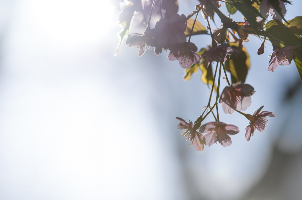 河津桜