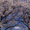 IMGP0061