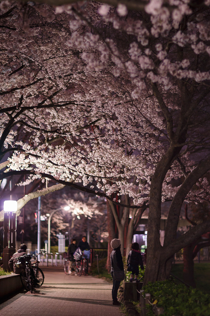 夜桜見物